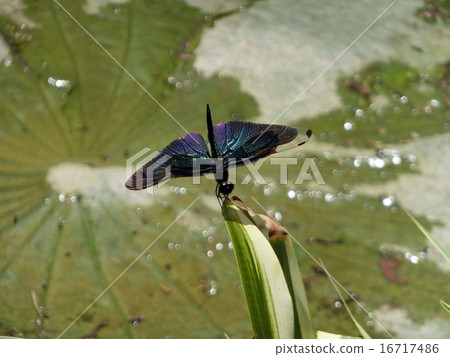 Butterfly dragonfly Butterfly dragonfly 16717486