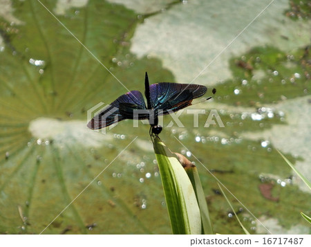 Butterfly dragonfly Butterfly dragonfly 16717487