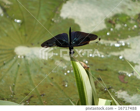 Butterfly dragonfly Butterfly dragonfly 16717488