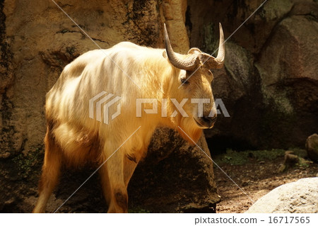 Golden Takin 16717565