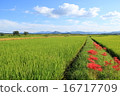 Blue sky, rice, Higanbana 16717709