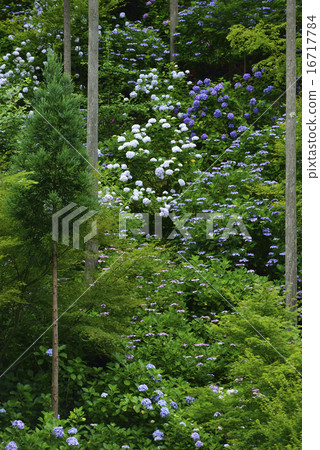 Hydrangea Hydrangea / Ehime Prefecture Uchikocho Hydrangea Hydrangea / Ehime Prefecture Uchikocho 16717784