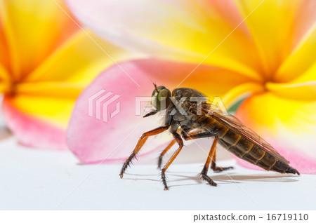 horsefly 16719110
