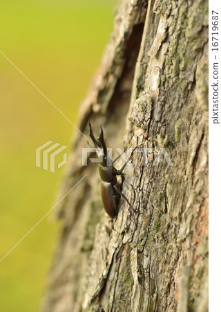 Dorcus rectus 16719687