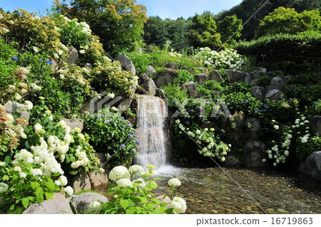 Hydrangea and waterfall 16719863