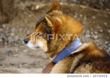 上游狗 上游狗 16720428