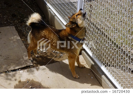 Kawakami狗的弓 Kawakami狗的弓 16720430