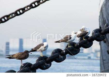Sea gulls at a port 16720472