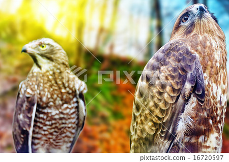 Saker falcon. 16720597