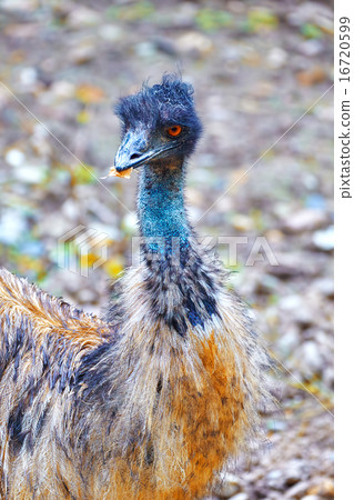 Ostrich Emu. 16720599