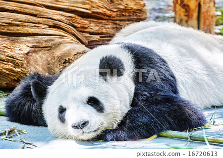 Sleeping panda in its natural habitat. 16720613