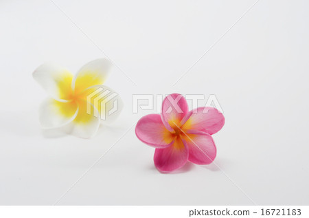 fresh flower fresh flower 16721183