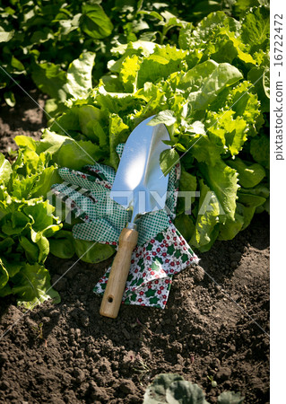 metal spade lying on garden with growing lettuce metal spade lying on garden with growing lettuce 16722472