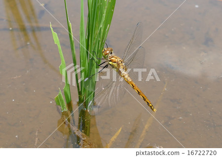 蜻蜓Akiakane 蜻蜓Akiakane 16722720