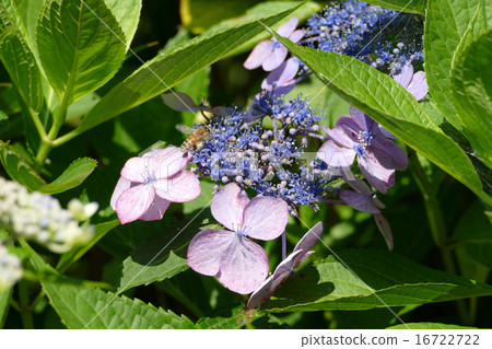 Honeybee Hydrangea Honeybee Hydrangea 16722722