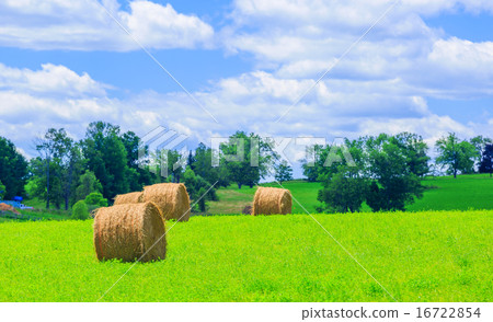 Round hay bales on the green field 16722854