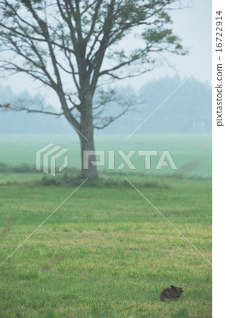 Ezeki兔子和一棵樹 Ezeki兔子和一棵樹 16722914