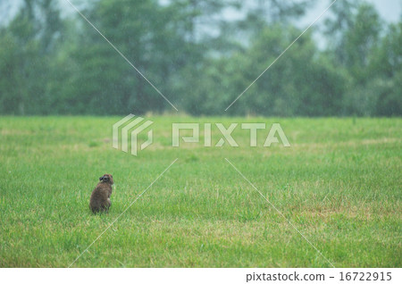 Yuki兔子在雨中 Yuki兔子在雨中 16722915