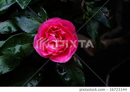 Tsubaki pomegranate pounding (with water droplets) 16723144