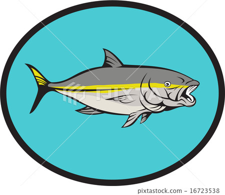 Yellowtail Kingfish Oval Cartoon Yellowtail Kingfish Oval Cartoon 16723538