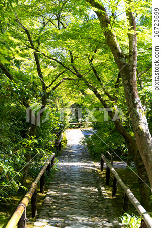 Gwan-ji的新鮮綠色 16723699