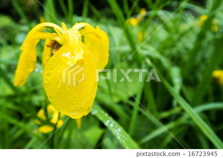 Kishow花束 16723945