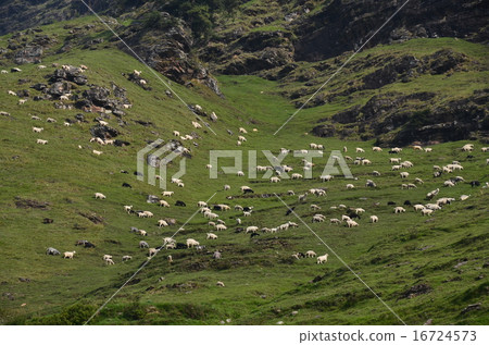 Grazing of Indian manary sheep Grazing of Indian manary sheep 16724573
