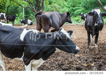 herd of milk cow on the farm herd of milk cow on the farm 16726205