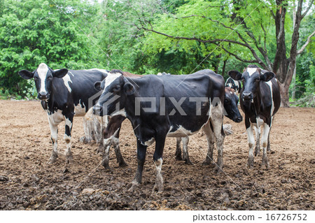 herd of milk cow on the farm herd of milk cow on the farm 16726752