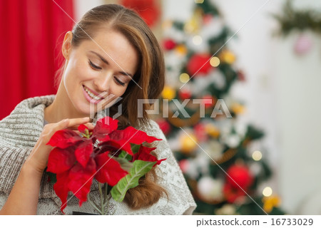 Dreaming woman in front of Christmas tree holding Christmas rose 16733029