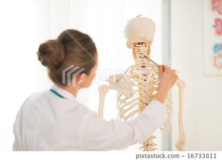 Medical doctor woman teaching anatomy using human skeleton model 16733811