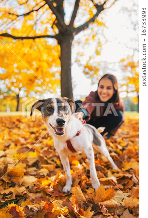 Closeup on dog on leash pulling young woman outdoors in autumn 16733993