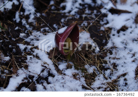 Zazen草 Zazen草 16736492