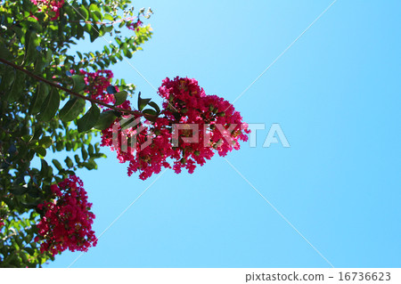 Crape myrtle 16736623