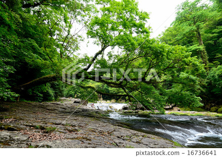 Kikuchi Gorge 16736641