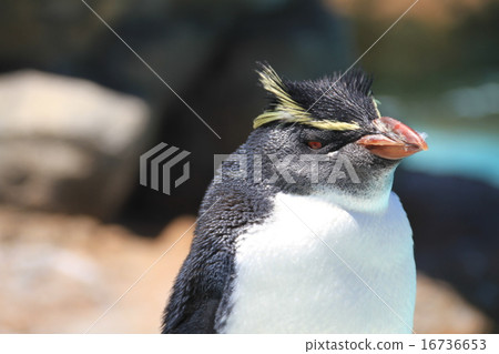 Penguin 16736653