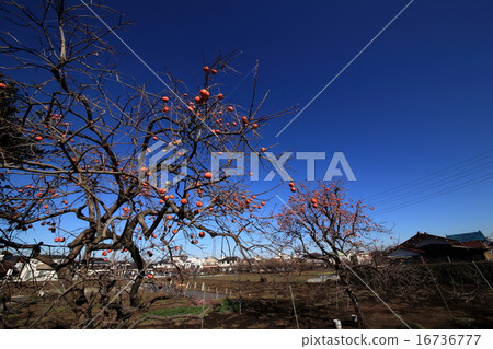 秋天的天空 16736777