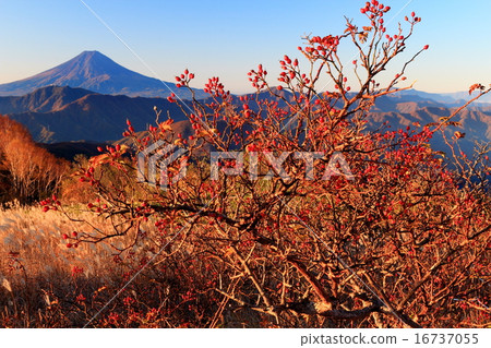 從Bodhisattva Minami Odori Takamaru看到的富士山 從Bodhisattva Minami Odori Takamaru看到的富士山 16737055