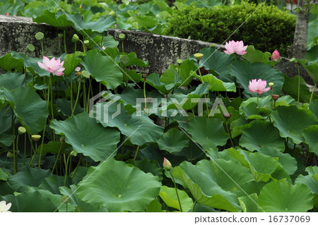 Temple of Lotus Temple lotus 16737069