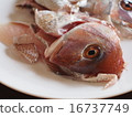 鯛魚 16737749