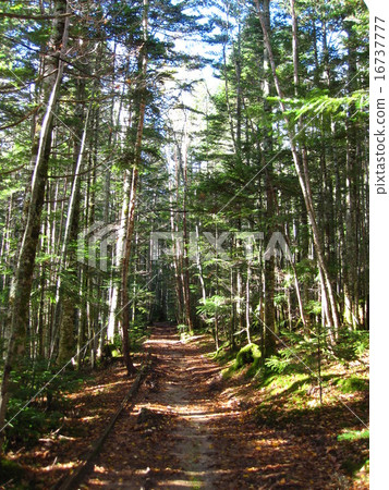 Yatsugatake mountain path Yatsugatake mountain path 16737777