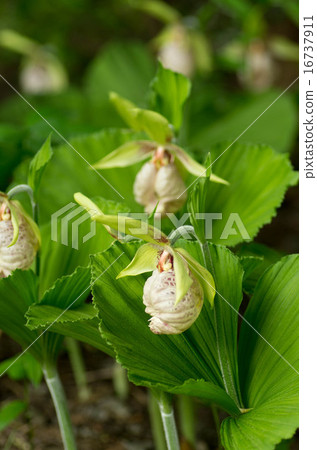 Affiliation Affiliation 16737911