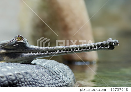 Indian gavial Indian gavial 16737948