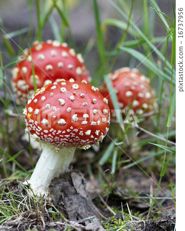 amanita muscaria 16737956