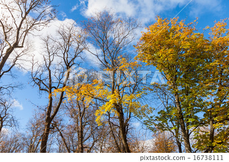 fall leaves trees 16738111