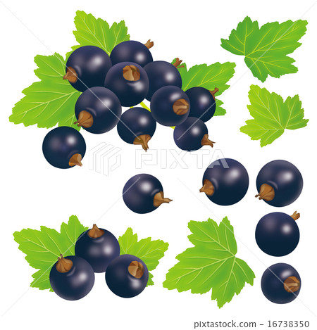 黑醋栗 16738350