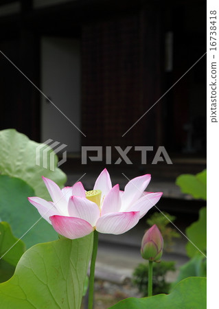 樂天釜山的蓮花 16738418