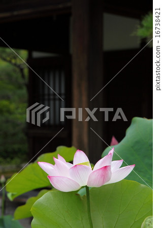 樂天釜山的蓮花 16738421