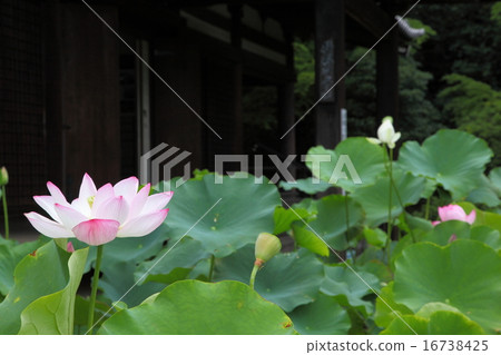 Lotte Busan's lotus 16738425