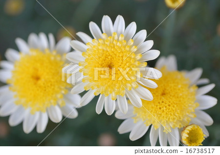 可愛的花瑪格麗特 可愛的花瑪格麗特 16738517